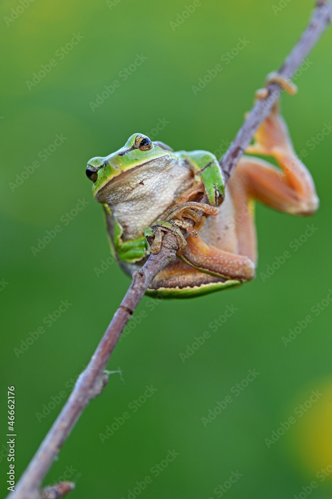 Naklejka premium Frog
