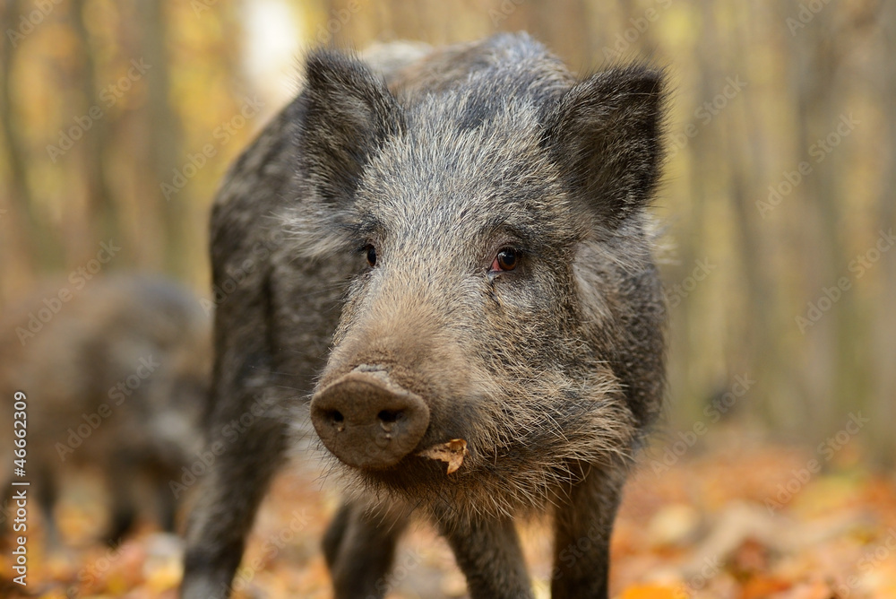 Wild Pig Wild Pig