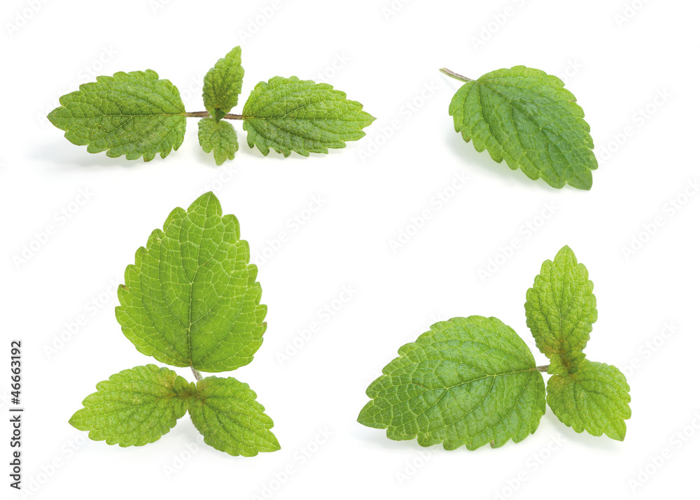 Various Lemon balm