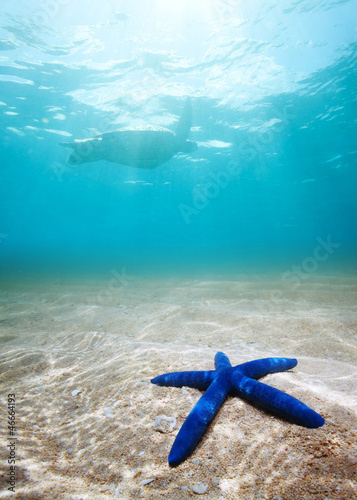 Fototapeta Blue starfish deep underwater