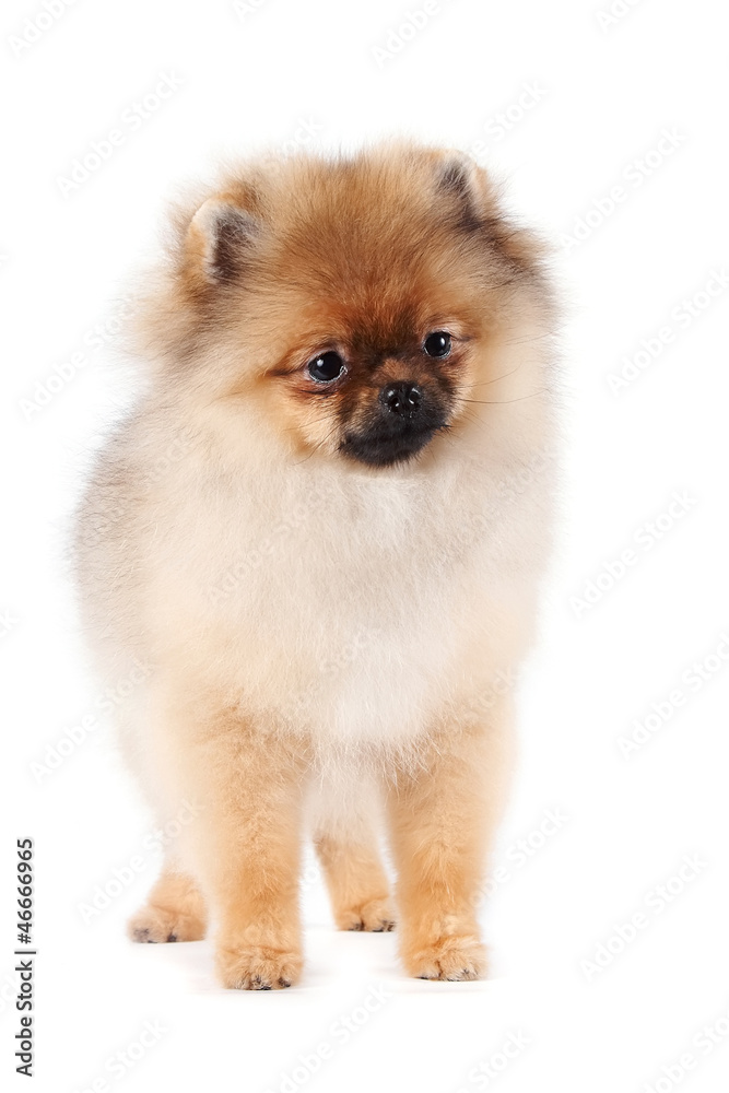 Puppy of a spitz-dog