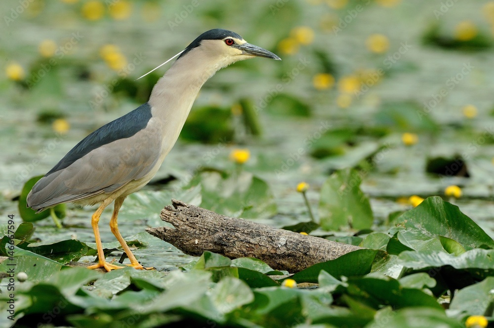 Naklejka premium Nitticora