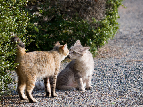 Cat greeting