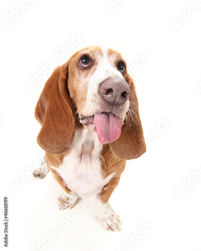 a funny basset hound