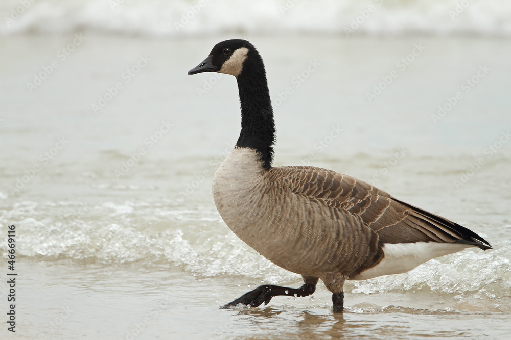 Canada Goose Wading in Shallow Water - Grand Bend, Ontario, Canada Canada Goose Wading in Shallow Water - Grand Bend, Ontario, Canada