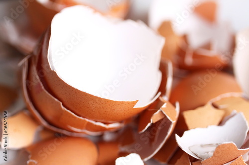 shells of eggs