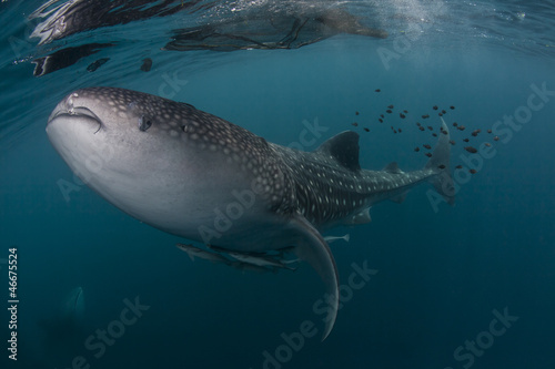 whale shark near the surface