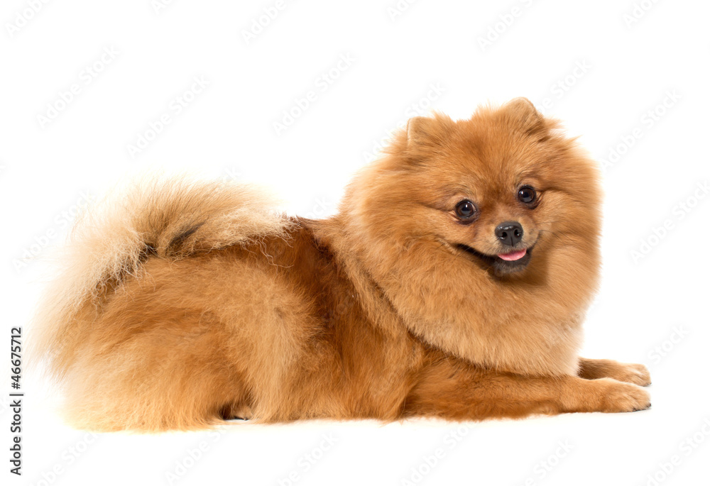 The spitz-dog which smiles on a white background The spitz-dog which smiles on a white background