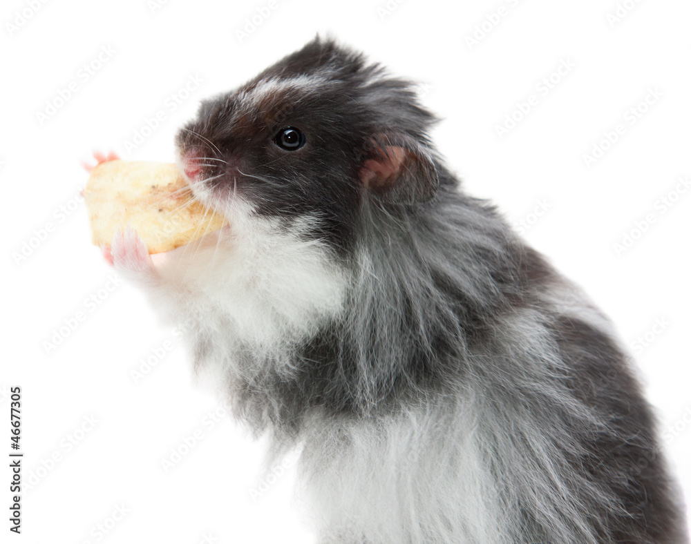 Hamster mit einem Bananenstück Hamster mit einem Bananenstück