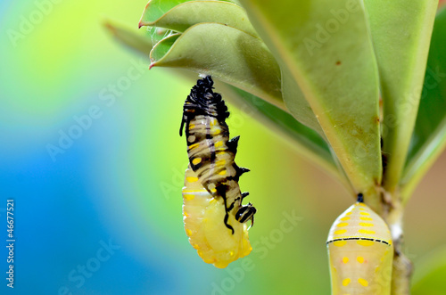 Metamorphosis of Plain Tiger Butterfly photo