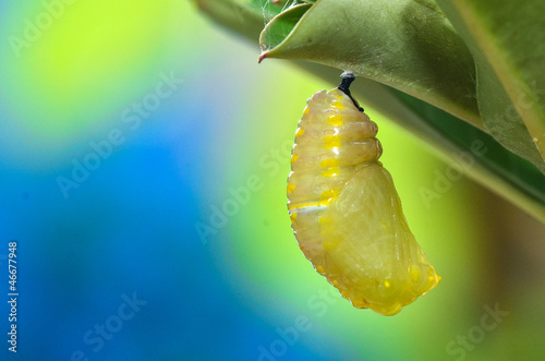 Leinwand Poster Pupa Plain Tiger Butterfly after process pupation
