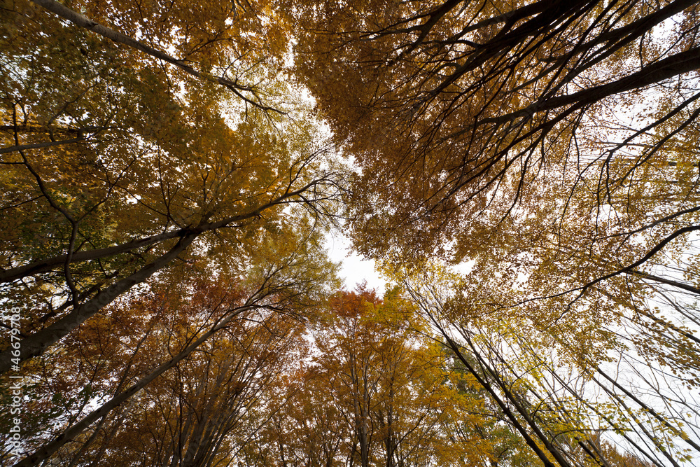 Fototapeta premium Montseny in autumn