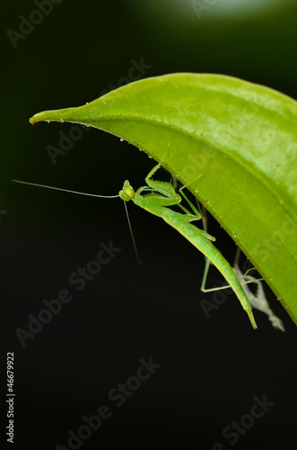 Praying mantis after process of molting photo