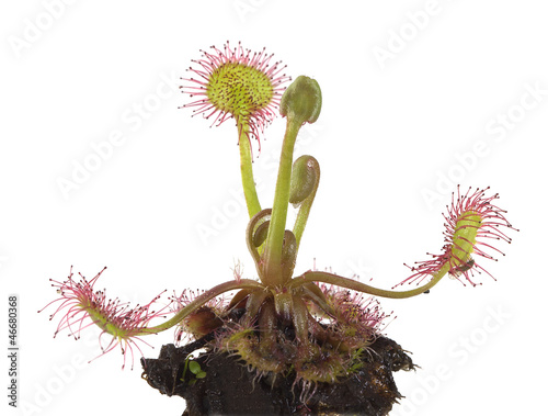 Common sundew (Drosera rotundifolia) isolated on white photo