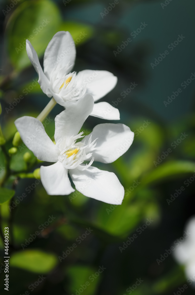 White Flowers