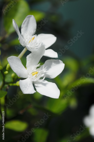 Fototapeta Naklejka Na Ścianę i Meble -  White Flowers