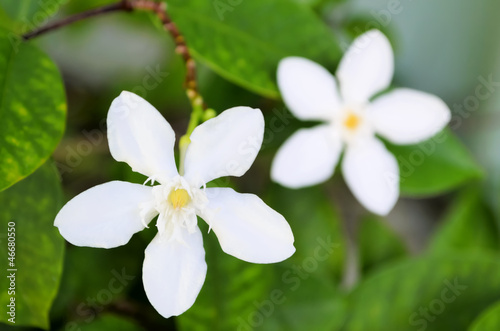 White Flowers