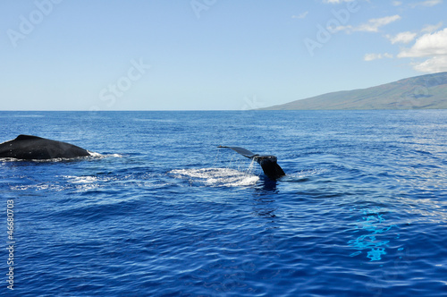Humpback Whales in Lahaina, Maui, Hawaii © Noradoa