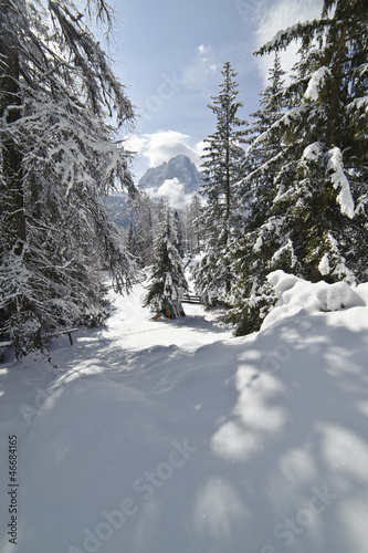 Snow Climbing through a forrest in the Dolomites photo