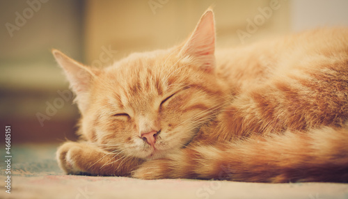 Fototapeta Naklejka Na Ścianę i Meble -  Little Red Kitten Sleeping On Bed