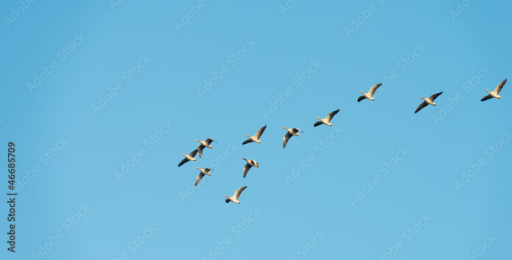 Geese flying in formation at fall Geese flying in formation at fall
