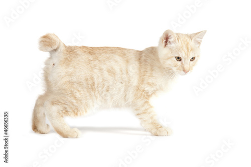 Fototapeta Naklejka Na Ścianę i Meble -  Kurilian Bobtail