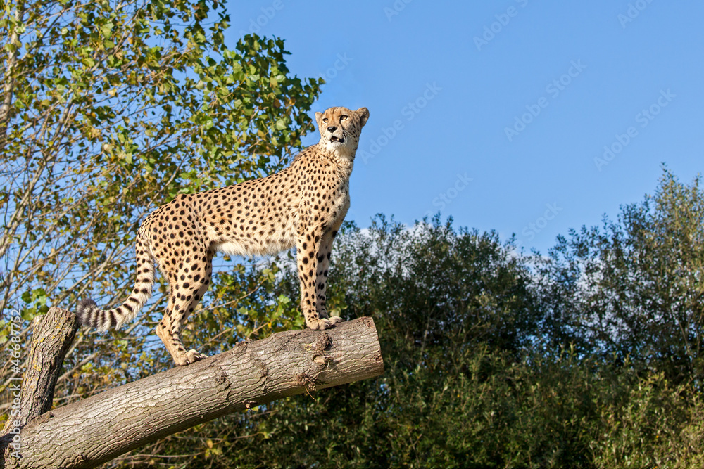 Obraz premium Cheetah Standing on Tree Branch with Copy Space