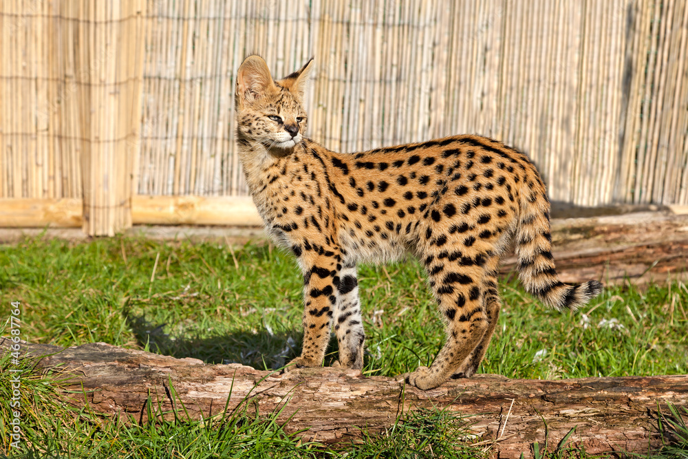 Fototapeta premium Serval Kitten Standing on Log in Sunshine