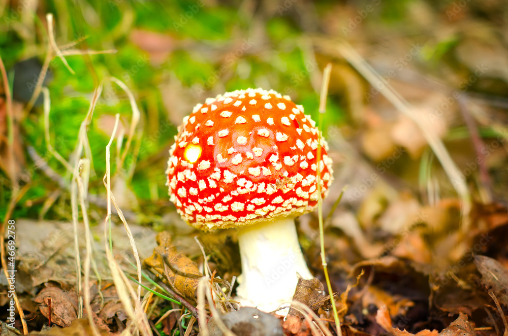 three red mushrooms in the forest three red mushrooms in the forest