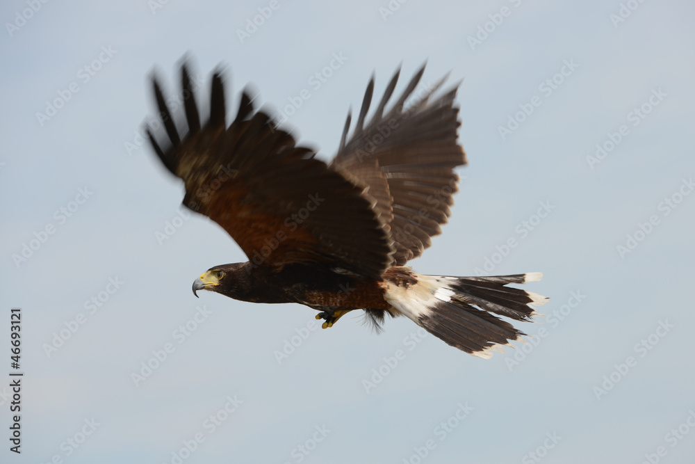 Obraz premium Harris Hawk