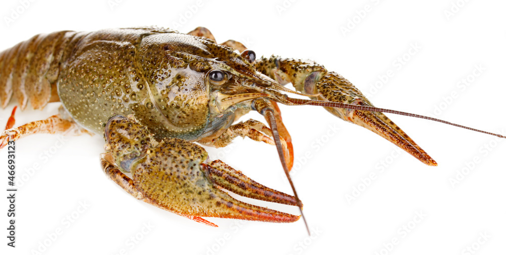 green crawfish on white background close-up green crawfish on white background close-up