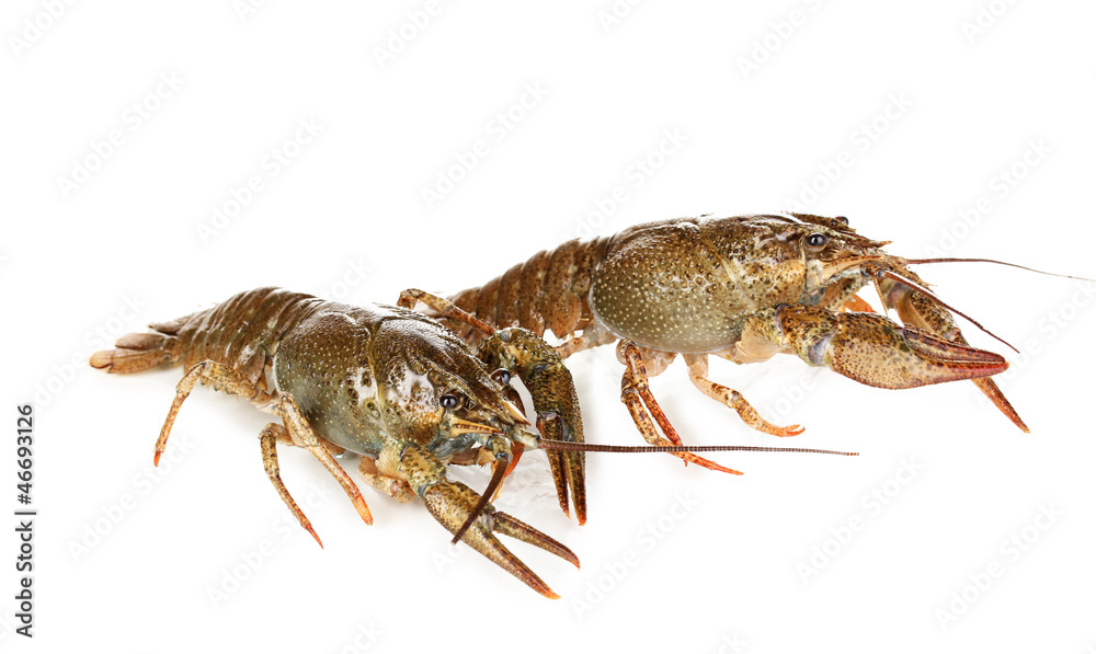 Alive crayfishes isolated on white close-up Alive crayfishes isolated on white close-up
