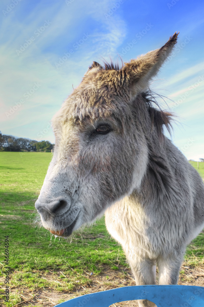 Donkey eating a carrot in the field