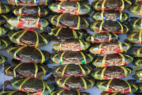 live crabs ready to be cooked in a market
