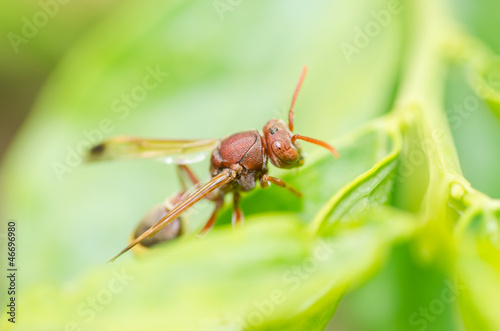 wasp on the leaves