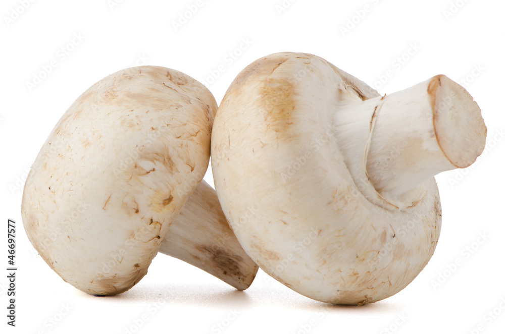 Champignon mushrooms Champignon mushrooms