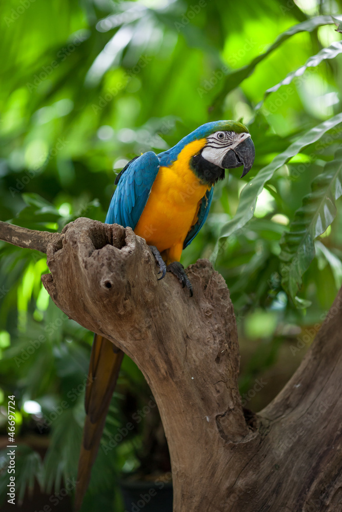 Obraz premium macaw parrot