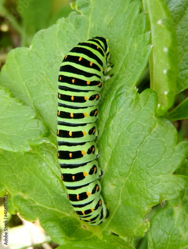 Caterpillar of day time butterfly photo