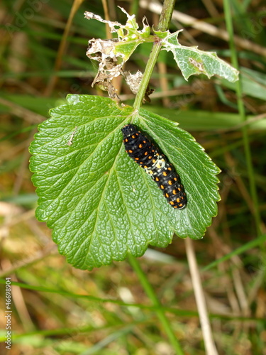 Caterpillar of day time butterfly photo