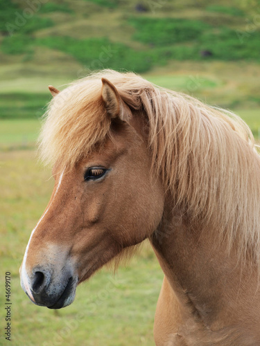 A head of a brown horse sideways © nneiole