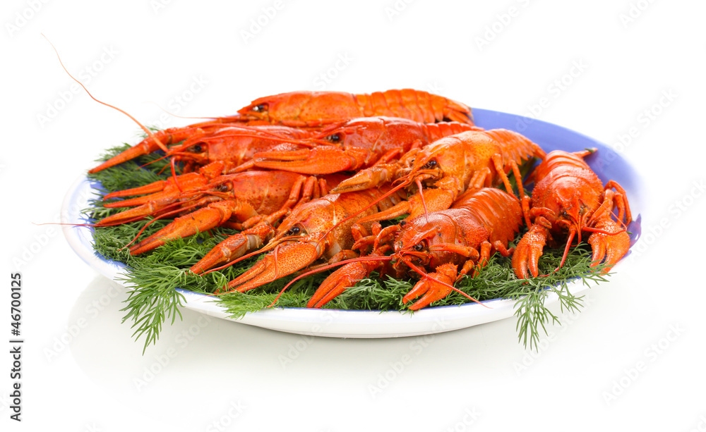Tasty boiled crayfishes with fennel on plate isolated on white Tasty boiled crayfishes with fennel on plate isolated on white