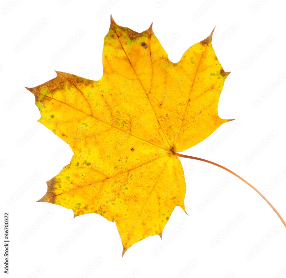 bright autumn leaf, isolated on white bright autumn leaf, isolated on white