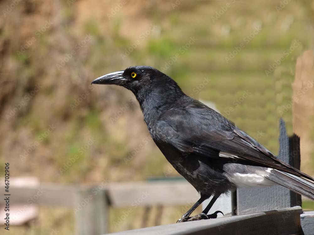 Obraz premium Currawong