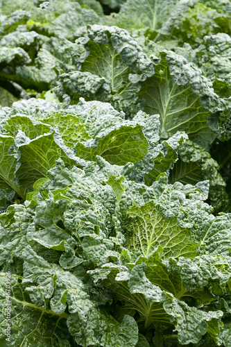 A green field of green savoy cabbage