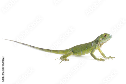 Baby iguana isolated on white background.