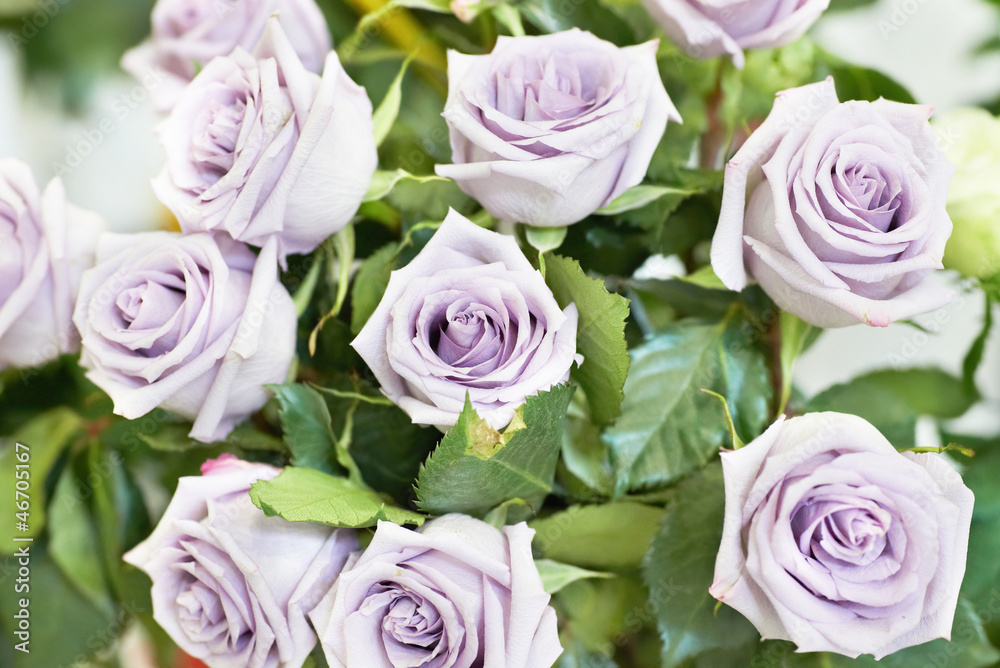Bunch of beautiful roses Bunch of beautiful roses