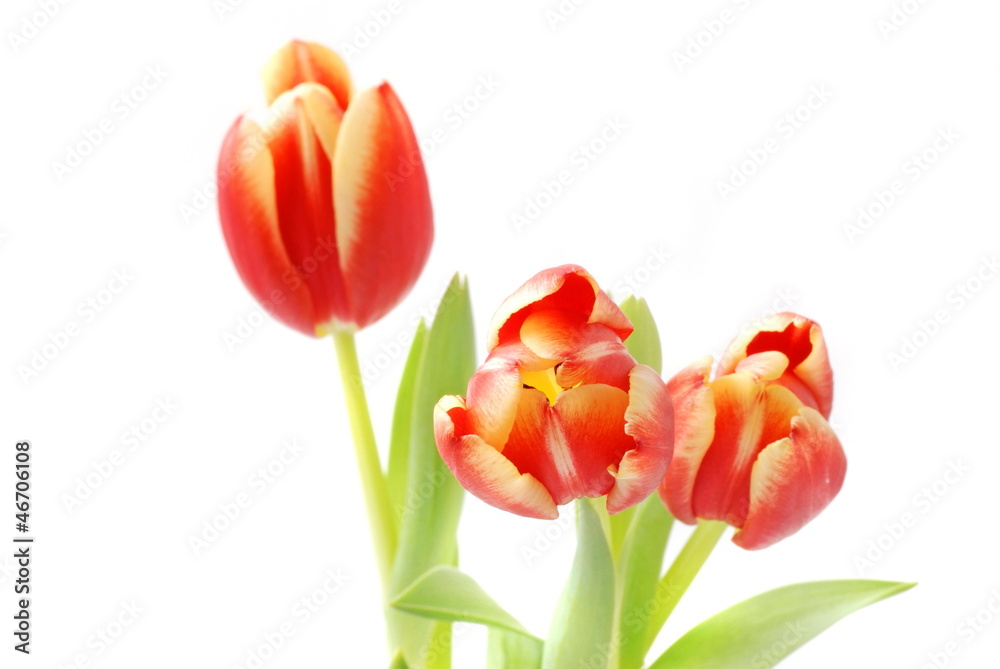 Tulpen