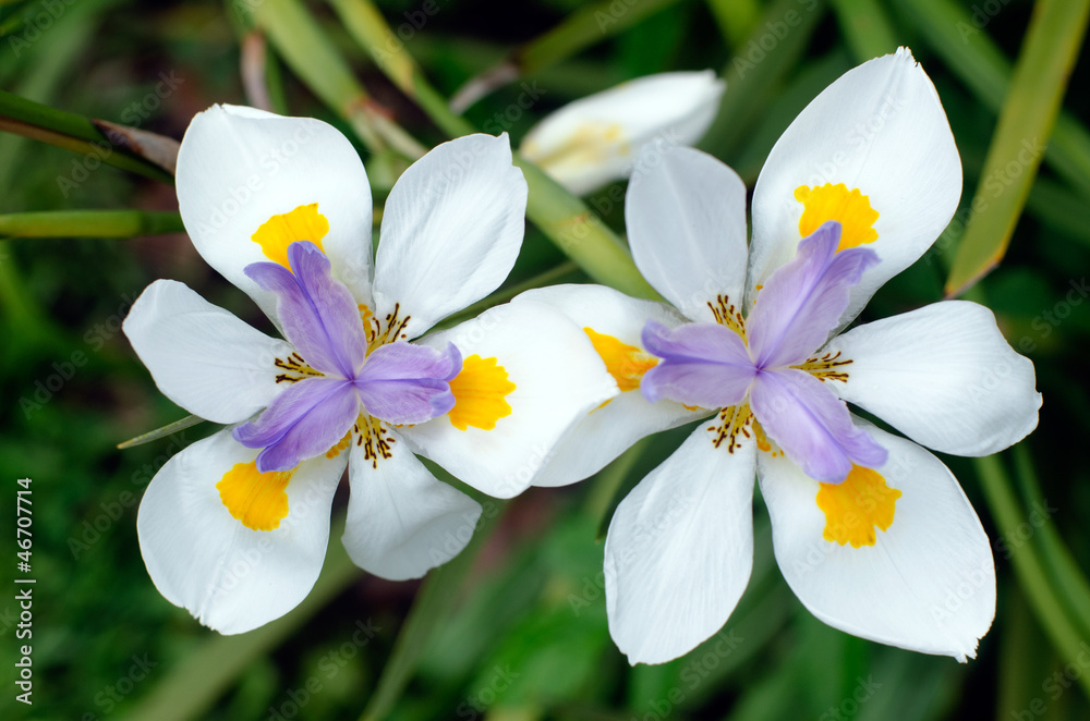 Obraz premium Fortnight Lily, Dietes iridioides