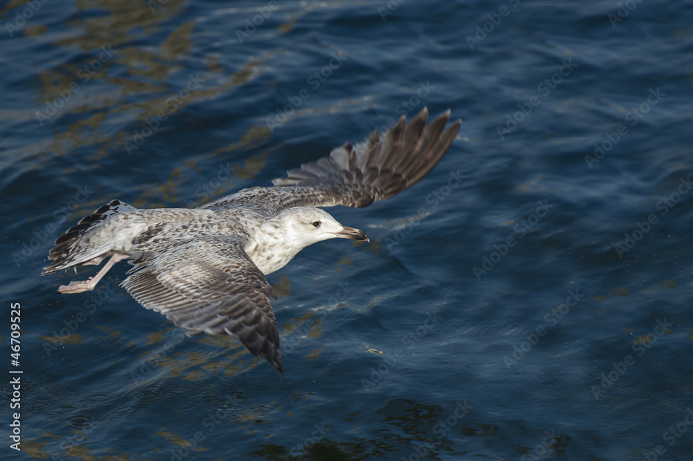 Naklejka premium Möwe im Abflug