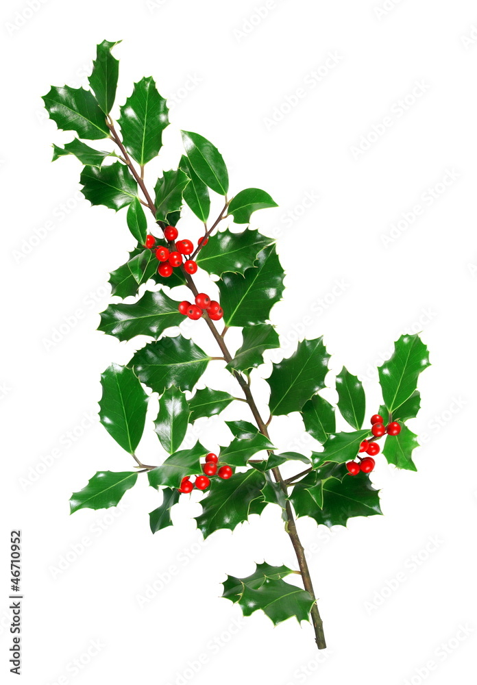 Naklejka premium Rameau de houx